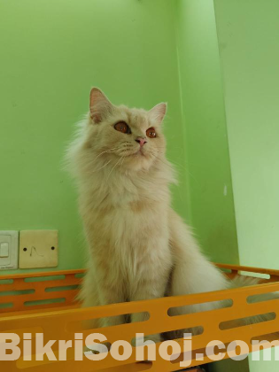 Pure Persian Long Hair Breed